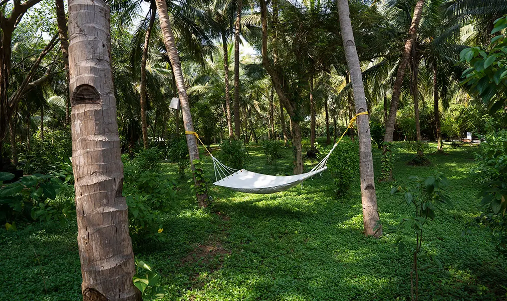 A hammock slung between coconut palms in the garden
