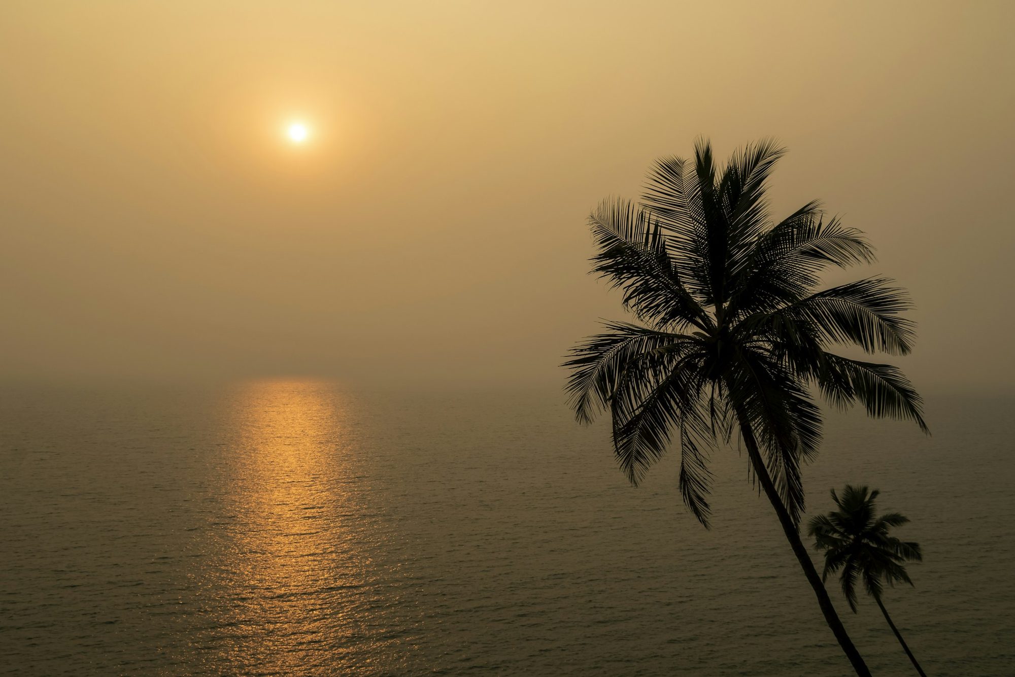 The sun low over the Arabian Sea in a golden haze, a coconut palm in silhouette